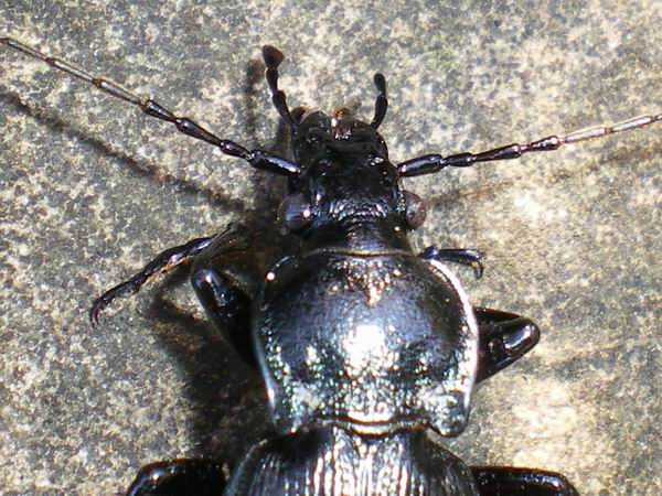 Carabus rossii moribondo